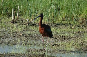 Ibis, White-faced, 2005-06010796 Bear River MBR, UT